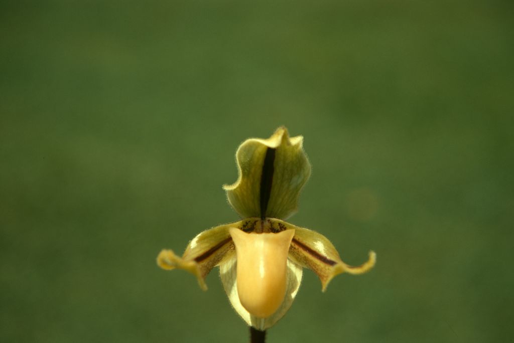 Paphiopedilum druryi, Program 2 slide 5, July 1970, roll 197007H2 slide 14.  Species described in 1892.
