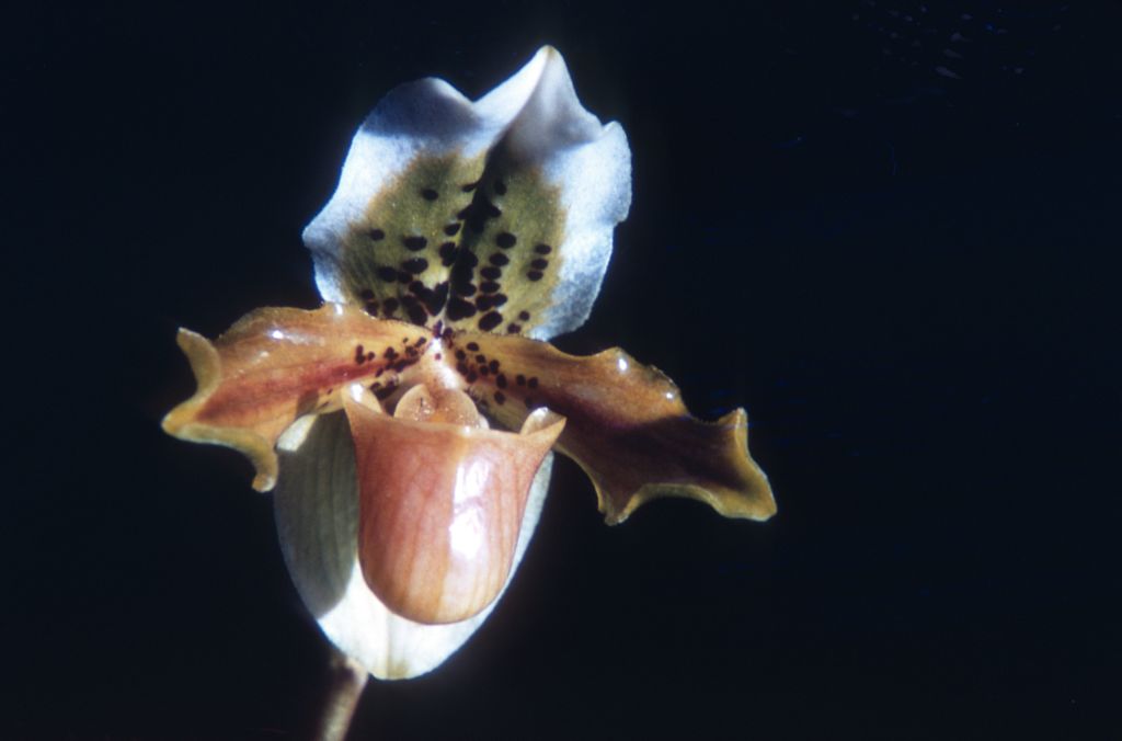 Paphiopedilum exul, Duplicate Slide 37, made in March 1971, roll 197103P15.  Species described in 1896.
