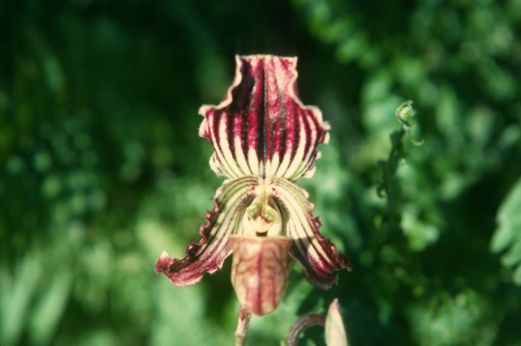 Paphiopedilum fairrieanum, April, 1975, roll 197504H12 slide 6.  Species described in 1892.