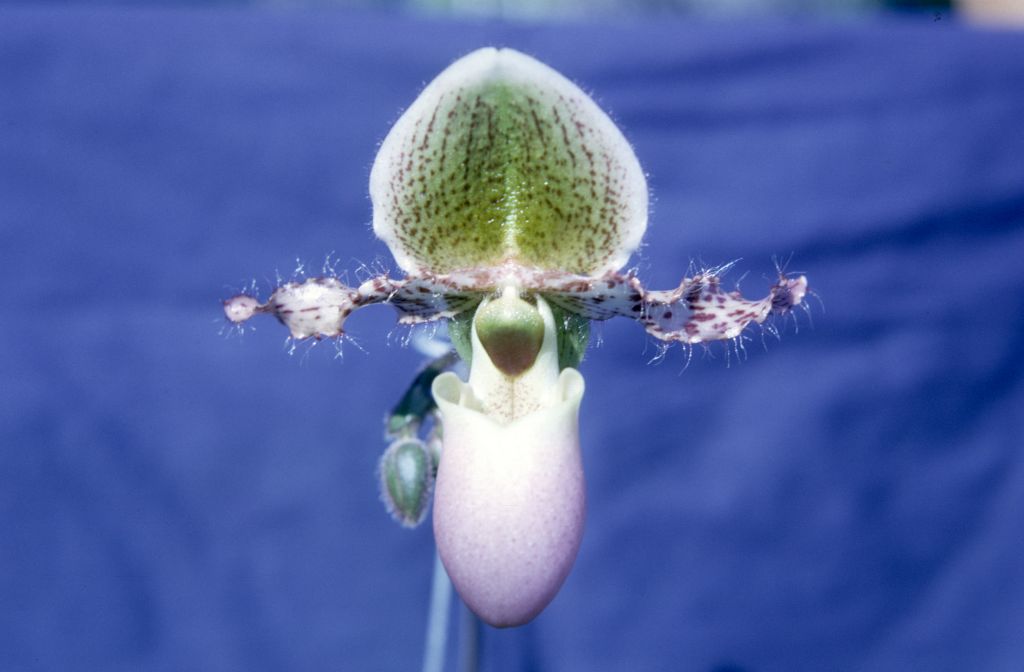Paphiopedilum glaucophyllum 'Beauty', August 1965, roll 196508H slide 14.  Species described in 1900.
