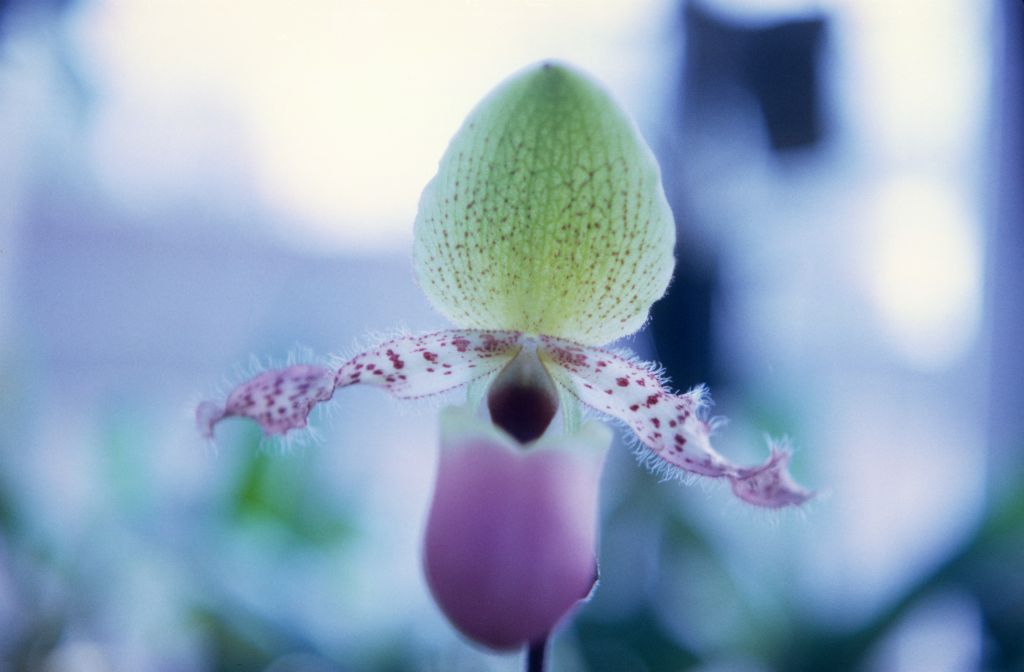 Paphiopedilum glaucophyllum, November 1967, roll 196711H1 slide 4.  Species described in 1900.