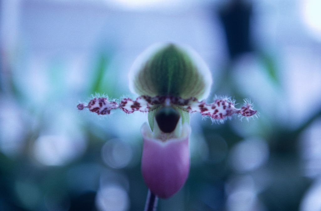 Paphiopedilum glaucophyllum, November 1967, roll 196711H1 slide 5.  Species described in 1900.