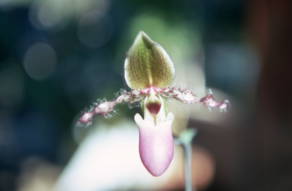 Paphiopedilum glaucophyllum, February 1970, roll 197002H5red slide 20.  Species described in 1900.