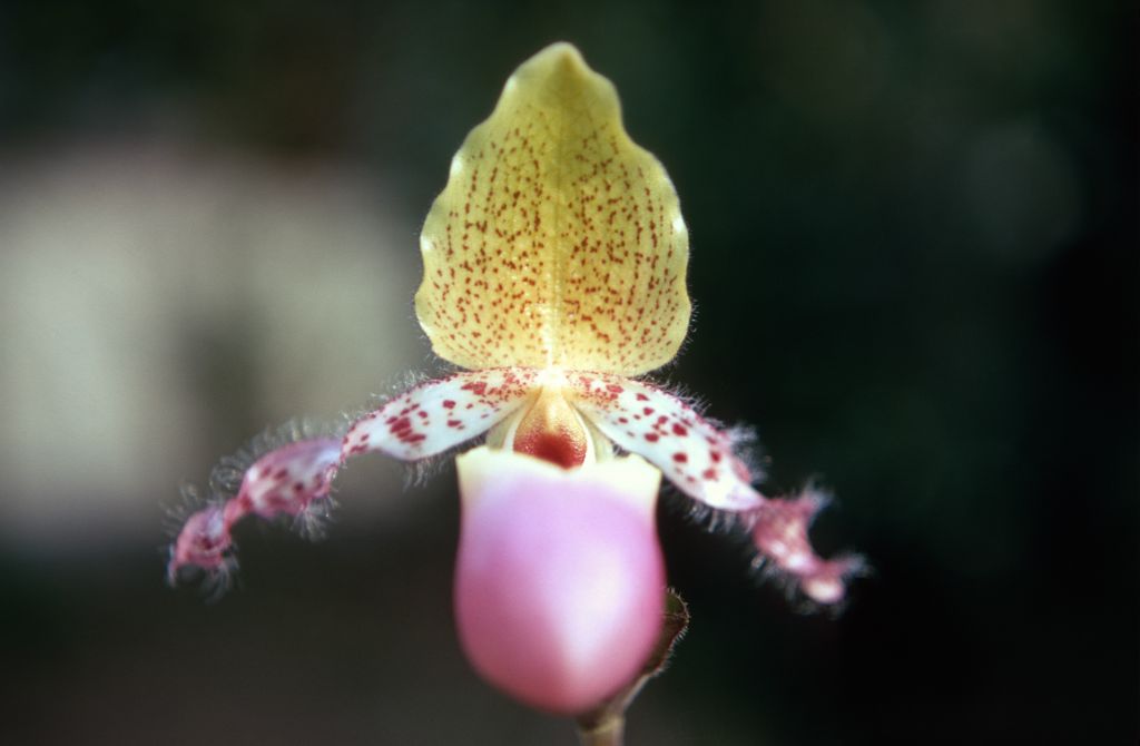 Paphiopedilum glaucophyllum 'Day's' , February 1970, roll 197002H5red slide .  Species described in 1900.
5
