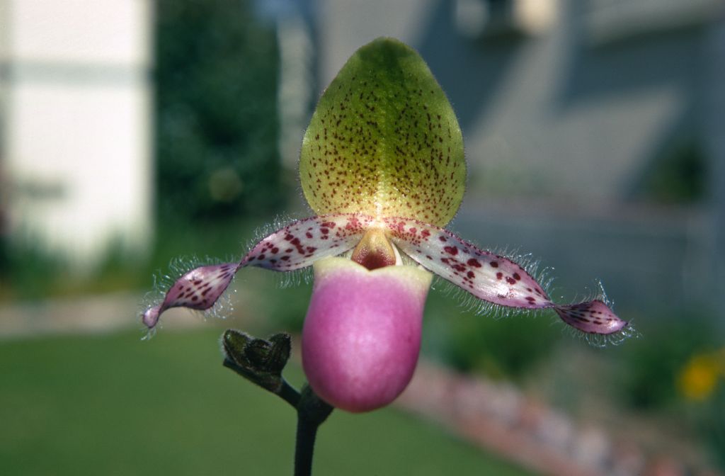 Paphiopedilum glaucophyllum 'Day's', February 1970, roll 197002H6 slide 17.  Species described in 1900.