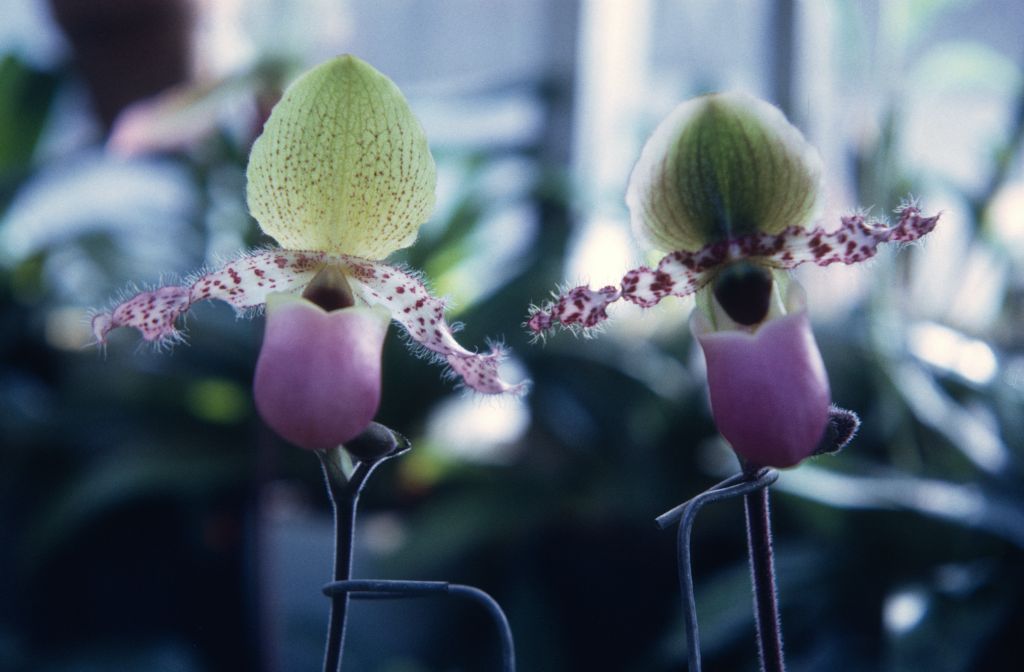Paphiopedilum glaucophyllum, ssp. moquetianum (left), and forma tipica (right), November 1967, roll 196711H1 slide 17.  Species described in 1900.