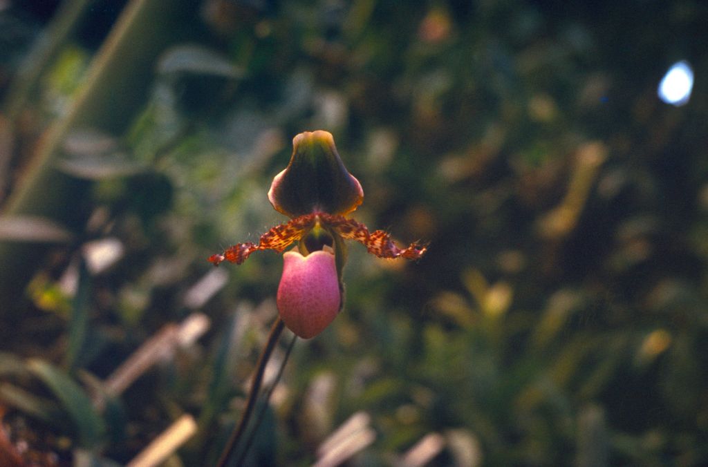 Paphiopedilum glaucophyllum, [in gray plastic slide holder manufactured in Italy], no date on slide.  Species described in 1900.