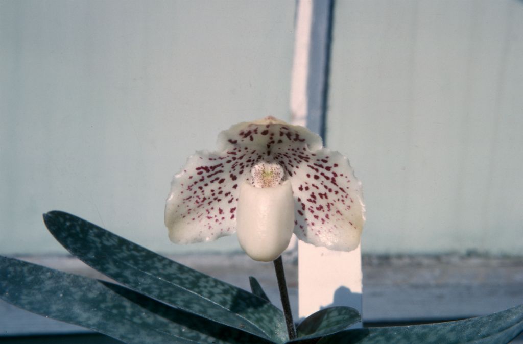 Paphiopedilum godefroyae leucochilum, August 1963, roll 196308H slide 10. Species described in 1892.