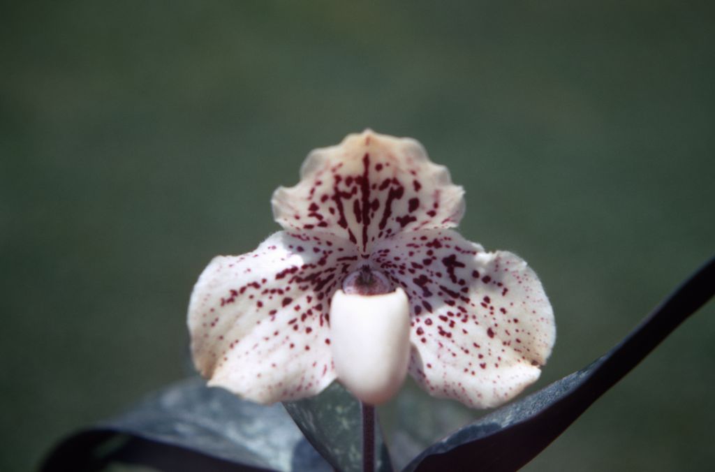 Paphiopedilum godefroyae hemixanthinum, July 1970, roll 197007H2 slide 11. Species described in 1892.