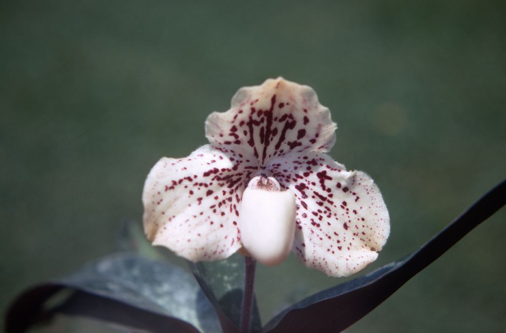 Paphiopedilum godefroyae (leucochilum) hemixanthinum, July 1970, roll 197007H2 slide 12. Species described in 1892.