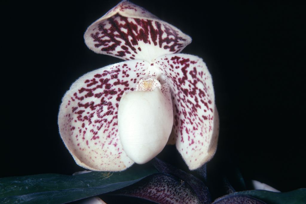 Paphiopedilum godefroyae 'Sakrisri' R70T1, August 1970, roll 197008 slide 13. Species described in 1892.