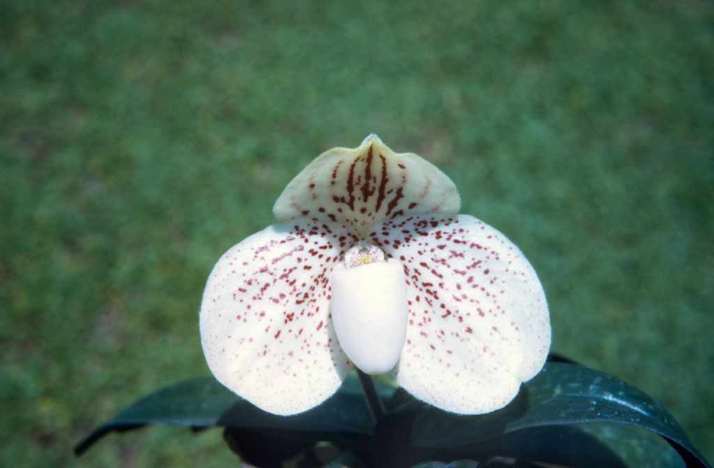 Paphiopedilum godefroyae leucochilum, June 1972, roll 197206H4red slide 18. Species described in 1892.