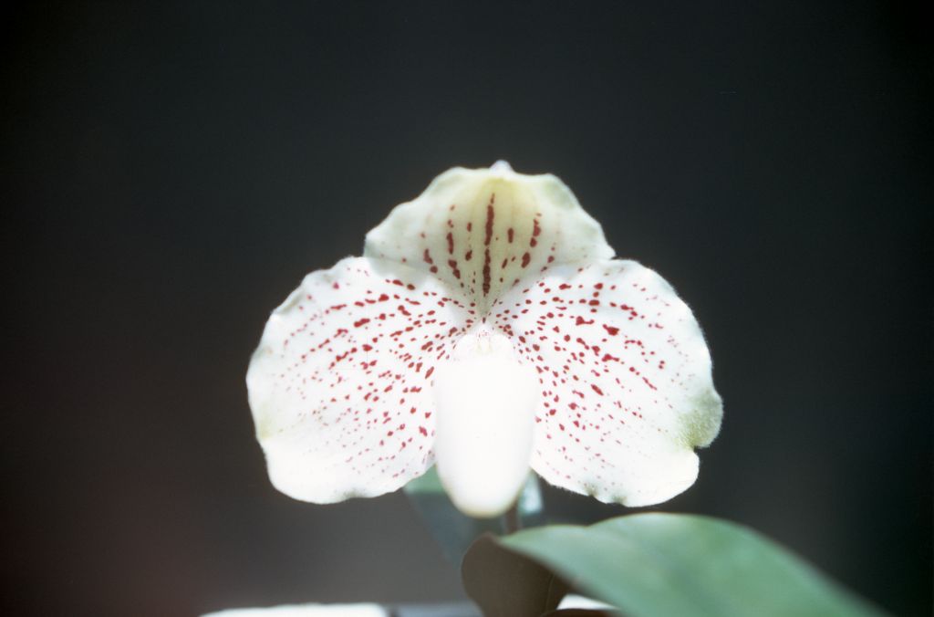 Paphiopedilum godefroyae hemixanthinum 'Carimo', August 1974, roll 197408H4 slide 9. Species described in 1892.