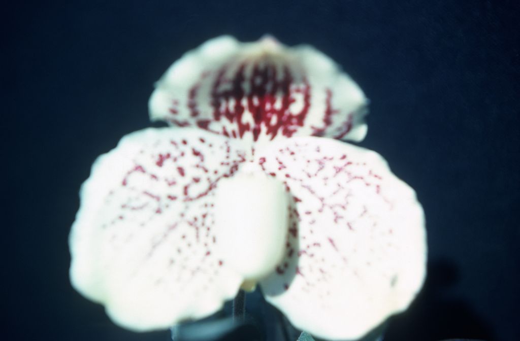 Paphiopedilum godefroyae leucochilum 'Carimo' AM/AOS, August 1978, roll 197808H5 slide 1. Species described in 1892.