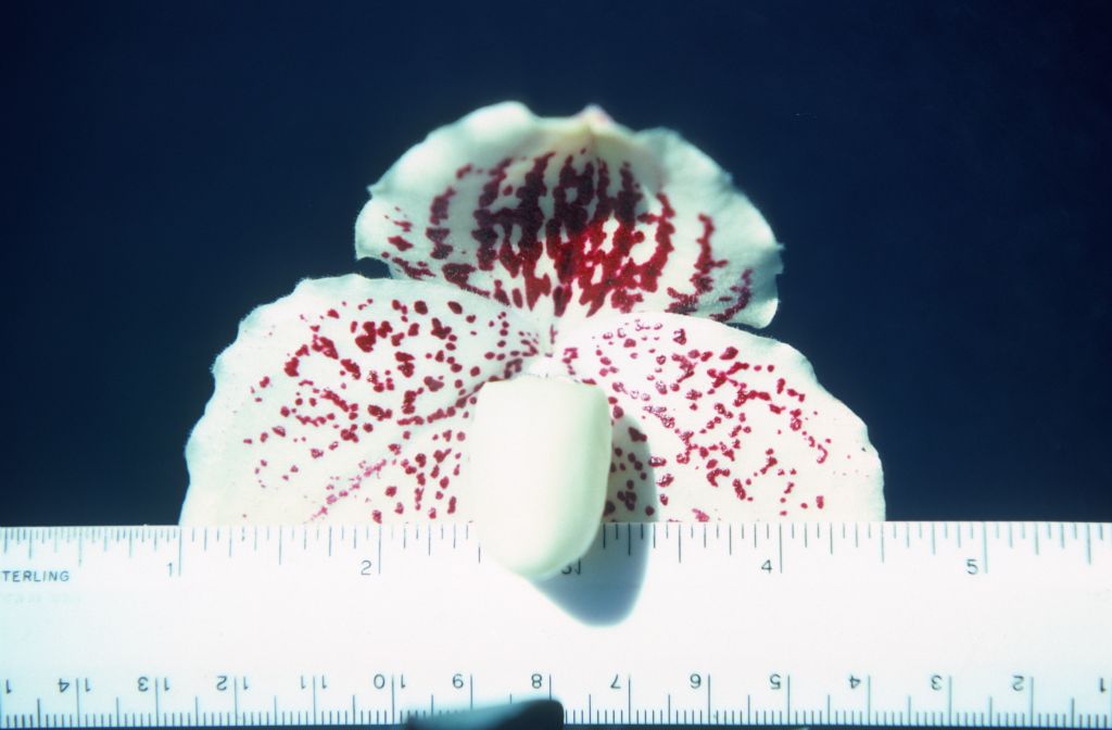 Paphiopedilum godefroyae leucochilum 'Carimo' AM/AOS, 3 1/2" across, August 1978, roll 197808H5 slide 2. Species described in 1892.