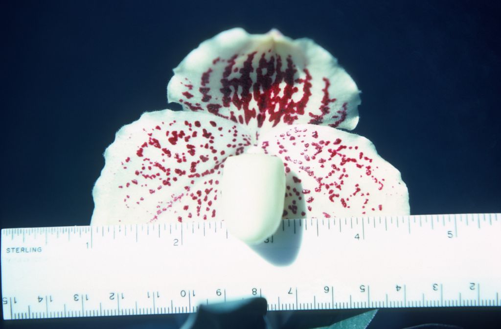 Paphiopedilum godefroyae leucochilum 'Carimo' AM/AOS, 3 1/2" across, August 1978, roll 197808H5 slide 3. Species described in 1892.
