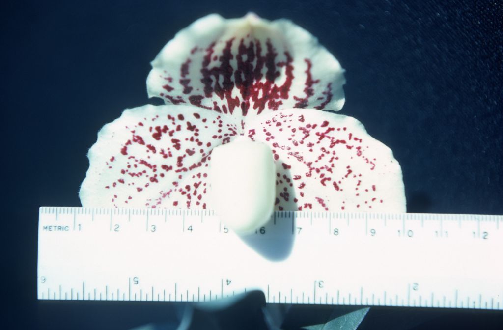 Paphiopedilum godefroyae leucochilum 'Carimo' AM/AOS, 3 1/2" across, August 1978, roll 197808H5 slide 5. Species described in 1892.