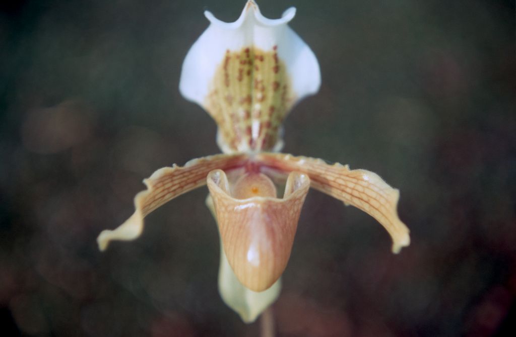 Paphiopedilum gratrixianum, May 1971, roll 197105H7 slide 4.  Species described in 1905.