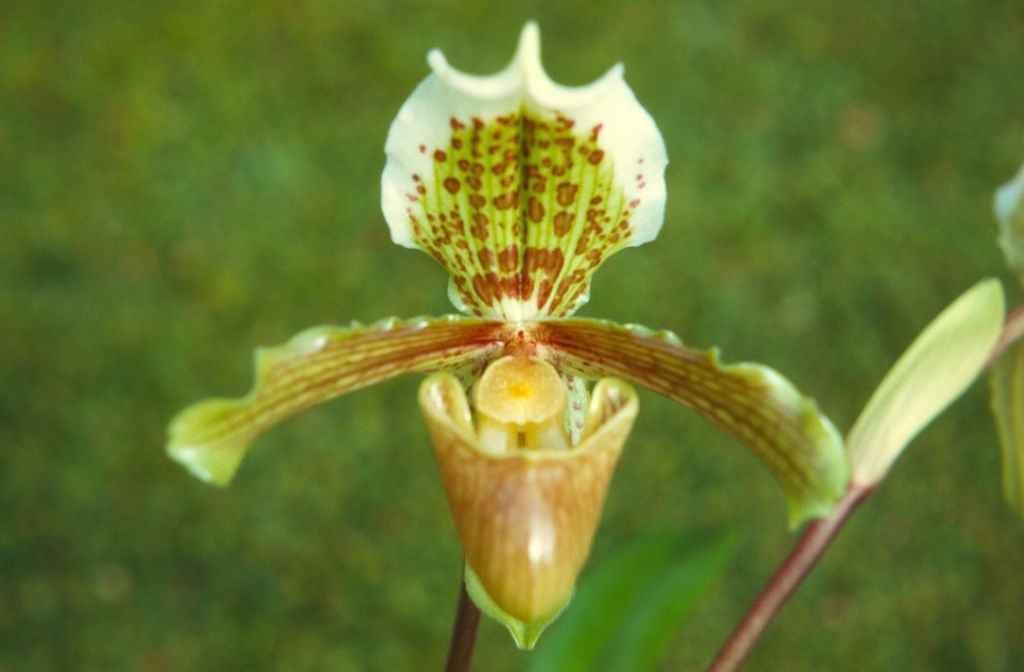 Paphiopedilum gratrixianum, February 1972, roll 197202H5 slide 11.  Species described in 1905.
