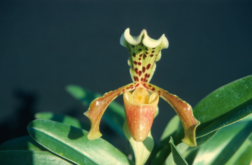Paphiopedilum gratrixianum, June 1977, roll 197706H5 slide 4.  Species described in 1905.