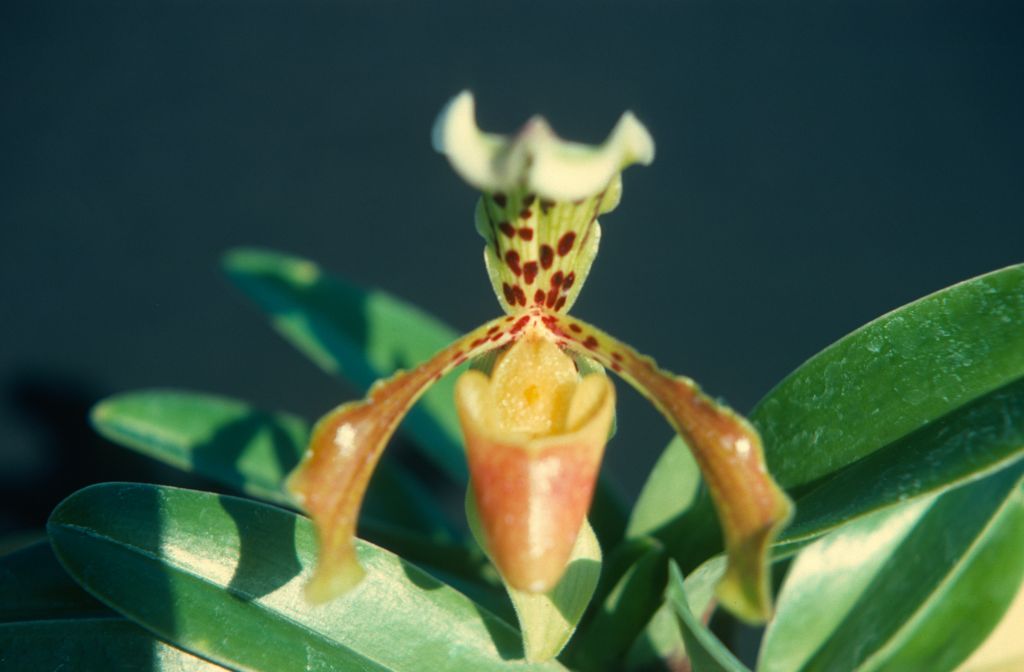 Paphiopedilum gratrixianum, June 1977, roll 197706H5 slide 5.  Species described in 1905.
