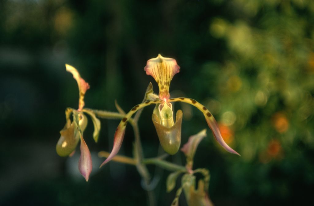 Paphiopedilum haynaldianum 'McLellan', May 1970, roll 197005H4 slide 18.  Species described in 1892.
