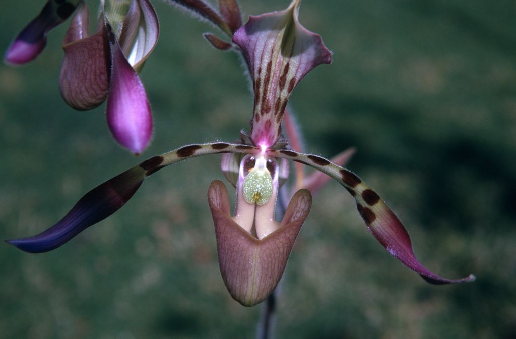 Paphiopedilum haynaldianum showing staminode, March 1971, roll 197103H7 slide 17.  Species described in 1892.
