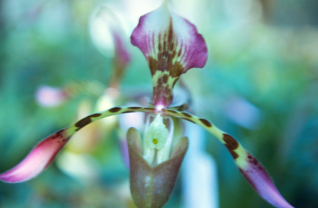 Paphiopedilum haynaldianum, Ray Rands' best, March 1972, roll 197203H7 slide 4.  Species described in 1892.