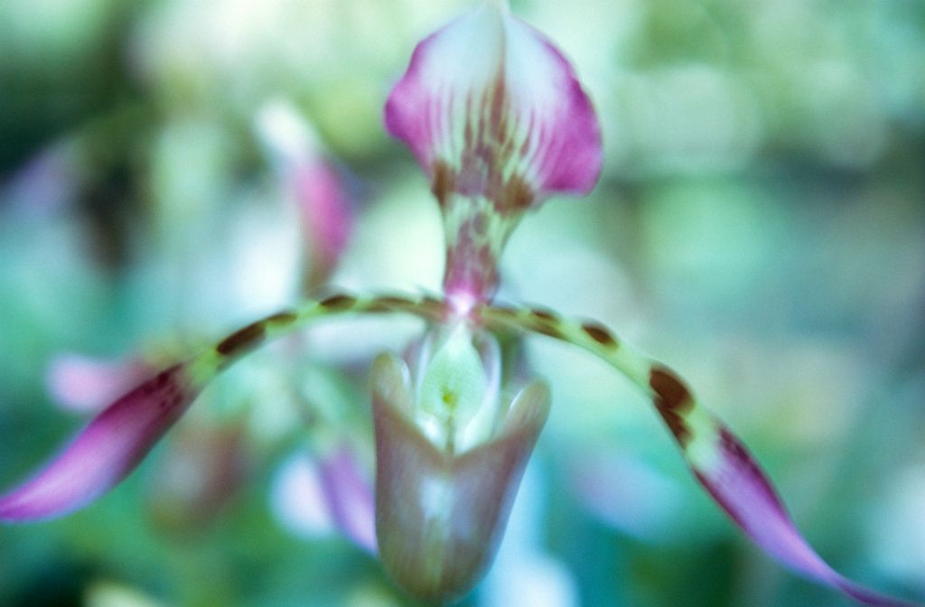 Paphiopedilum haynaldianum, Ray Rands' best, March 1972, roll 197203H7 slide 5.  Species described in 1892.