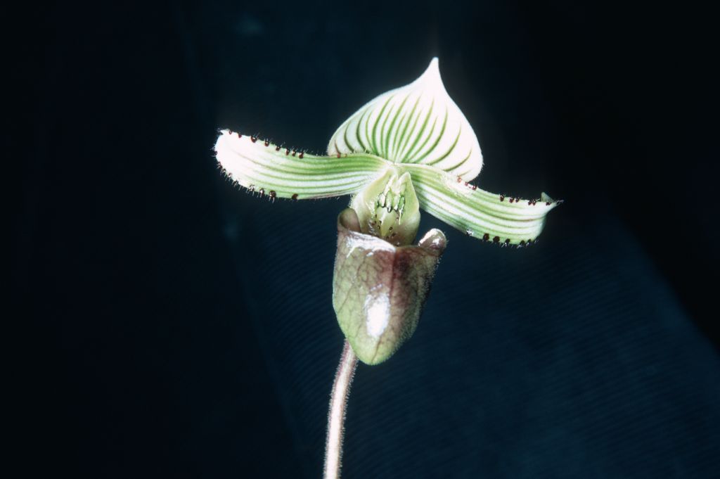 Paphiopedilum hennisianum, labeled on the slide as unknown, "in Germany to be identified", May 1967, roll 196705H7 slide 2.  The image appears to be a close match, showing the same flower, with another slide from the Keyes collection, July 1967, roll 196707H6 slide 6 , labeled Paphiopedilum hennisianum K67P1.   The collection number indicates that this plant was imported from the Philippines by the Keyes in 1967.  Species described in 1977, but the name had been in circulation at least since 1969 (Dr. Gustav Schoser, 6th World Orchid Conference, Proceedings), based on this same plant.