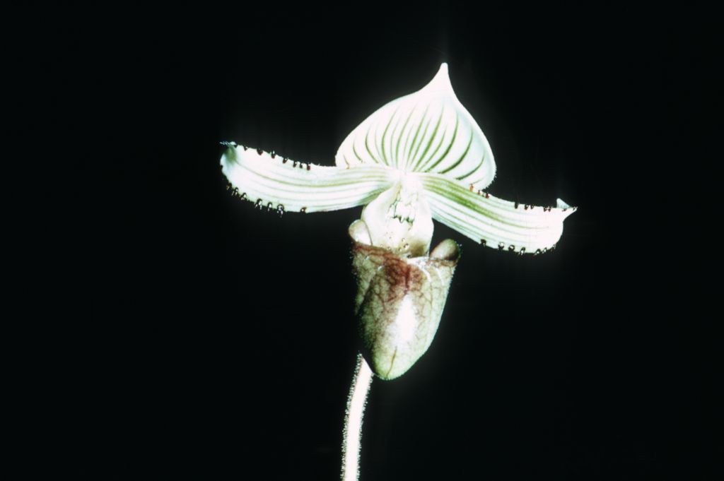 Paphiopedilum hennisianum K67P1, July 1967, roll 196707H6 slide 6.  The image is a close match, showing the same flower, with an earlier slide, May 1967, roll 196705H7 slide 2, labeled as an unkinown Paphiopedilum "in Germany to be identified".  The collection number indicates the Keyes acquired this plant in 1967, imported from the Philippines.  Species described in 1977, but the name had been in circulation at least since 1969 (Dr. Gustav Schoser, 6th World Orchid Conference, Proceedings), based on this same plant.