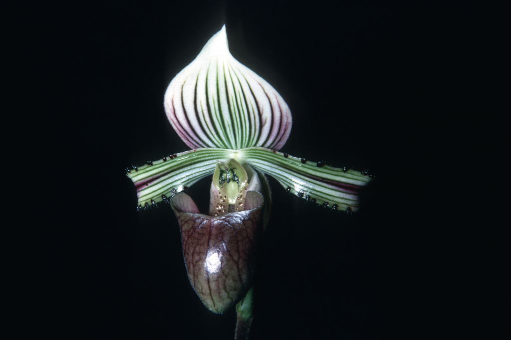 Paphiopedilum hennisianum R68P1, sp. nov., May 1968, roll 196805H2 slide 1.   Species described in 1977, but the name had been in circulation at least since 1969 (Dr. Gustav Schoser, 6th World Orchid Conference, Proceedings), based on this same plant.