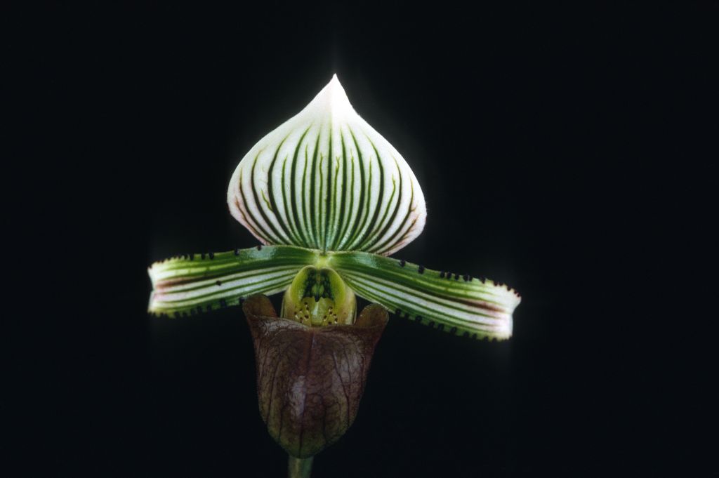 Paphiopedilum hennisianum, April 1969, roll 196904H7 slide 3.  Species described in 1977, but the name had been in circulation at least since 1969 (Dr. Gustav Schoser, 6th World Orchid Conference, Proceedings), based on the plant imported by the Keyes in 1967.