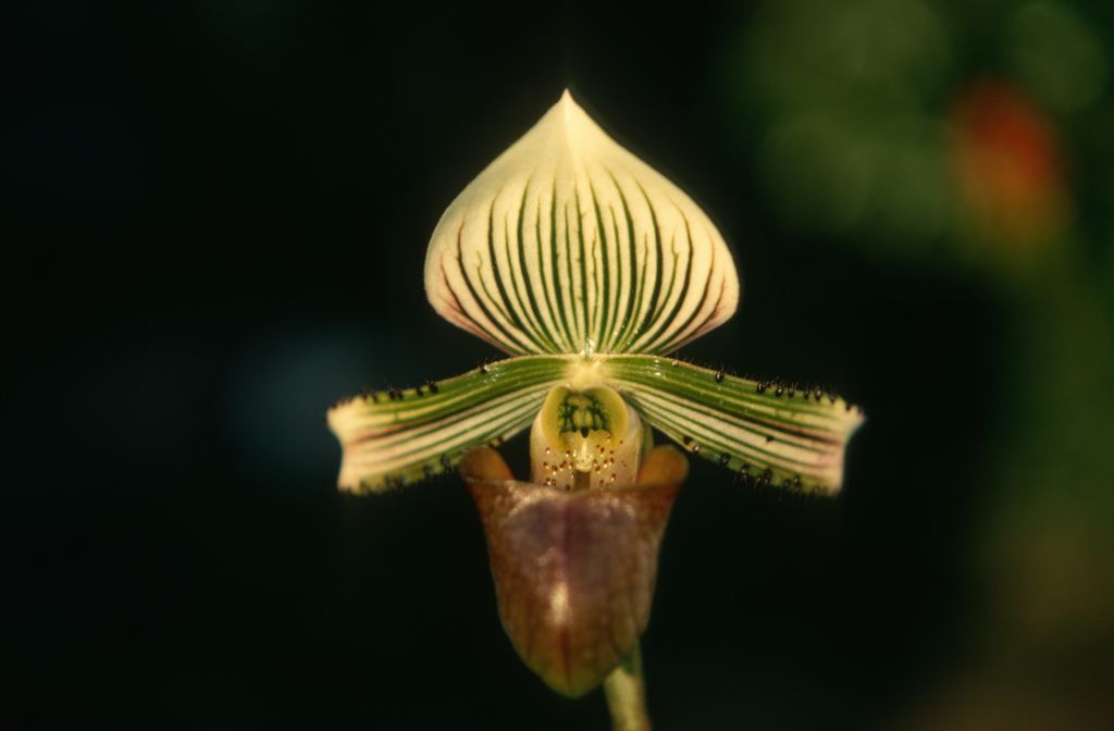 Paphiopedilum hennisianum, May 1970, roll 197005H4 slide 14.  Species described in 1977, but the name had been in circulation at least since 1969 (Dr. Gustav Schoser, 6th World Orchid Conference, Proceedings), based on the plant imported by the Keyes in 1967.