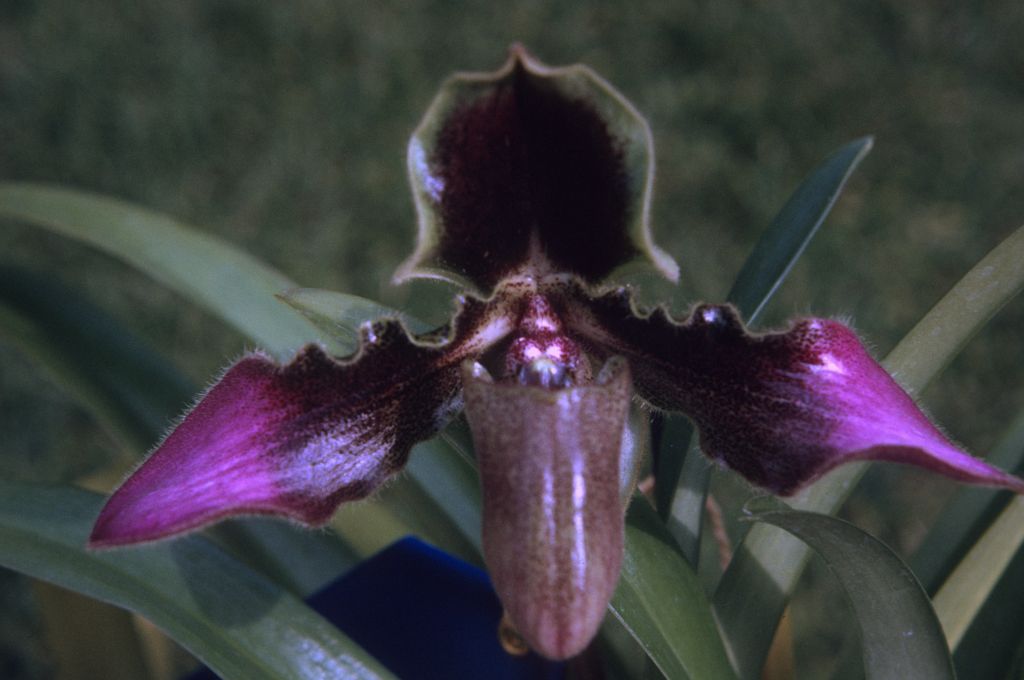 Paphiopedilum hirsutissimum 'Wakefield', June 1972, roll 197206H3 slide 1.  Species described in 1892.