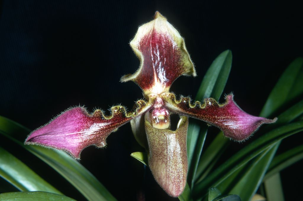 Paphiopedilum hirsutissimum 'Wakefield' K72I1, June 1972, roll 197206H4black slide 18.  The earliest award for this cultivar is in 1970, but this image is not the award photo from that event.  The Keyes apparently obtained a division of this cultivar in 1972, and believed it to be originally an import from "I"ndonesia.  Species described in 1892.