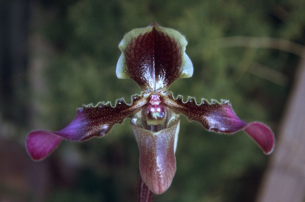 Paphiopedilum hirsutissimum, June 1973, roll 197306H12 slide 1.  Species described in 1892.