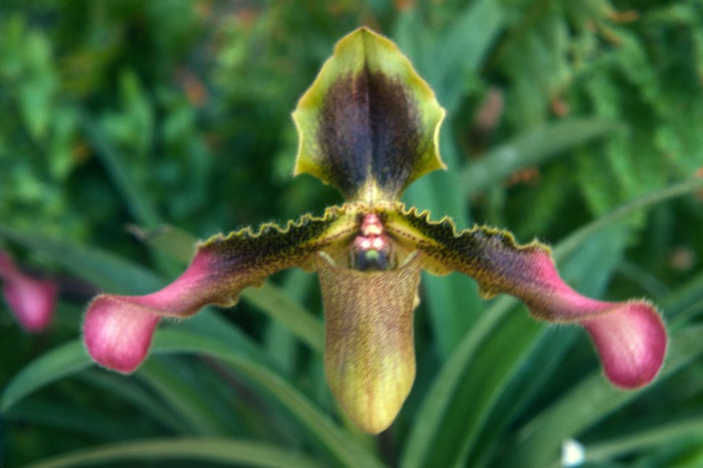 Paphiopedilum hirsutissimum Type B, July 1974, roll 197407H4 slide 16.  Species described in 1892.