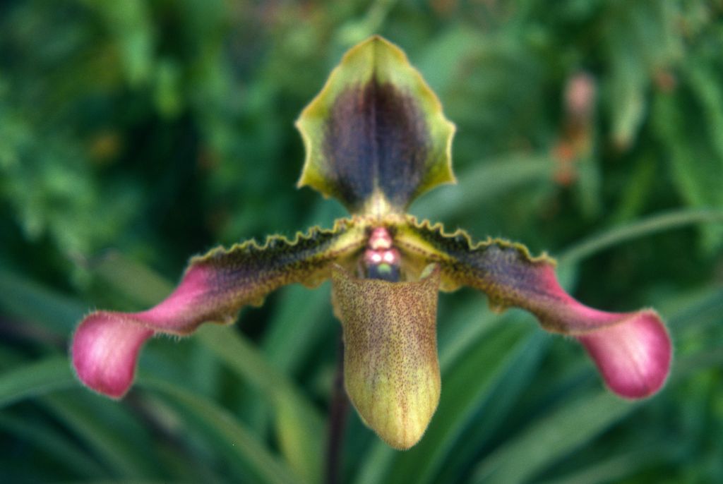 Paphiopedilum hirsutissimum Type B, July 1974, roll 197407H4 slide 17.  Species described in 1892.