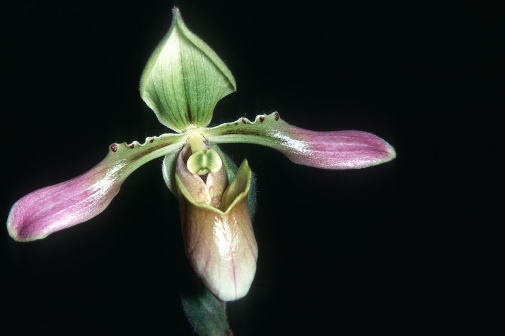 Paphiopedilum hookerae R70M1, April 1970, roll 197004 slide 9.  The collection number presumably means it was imported by Ray Rands from Malaysia in 1970; the species is known from western Borneo.  Species described in 1863 as Cypripedium hookerae.