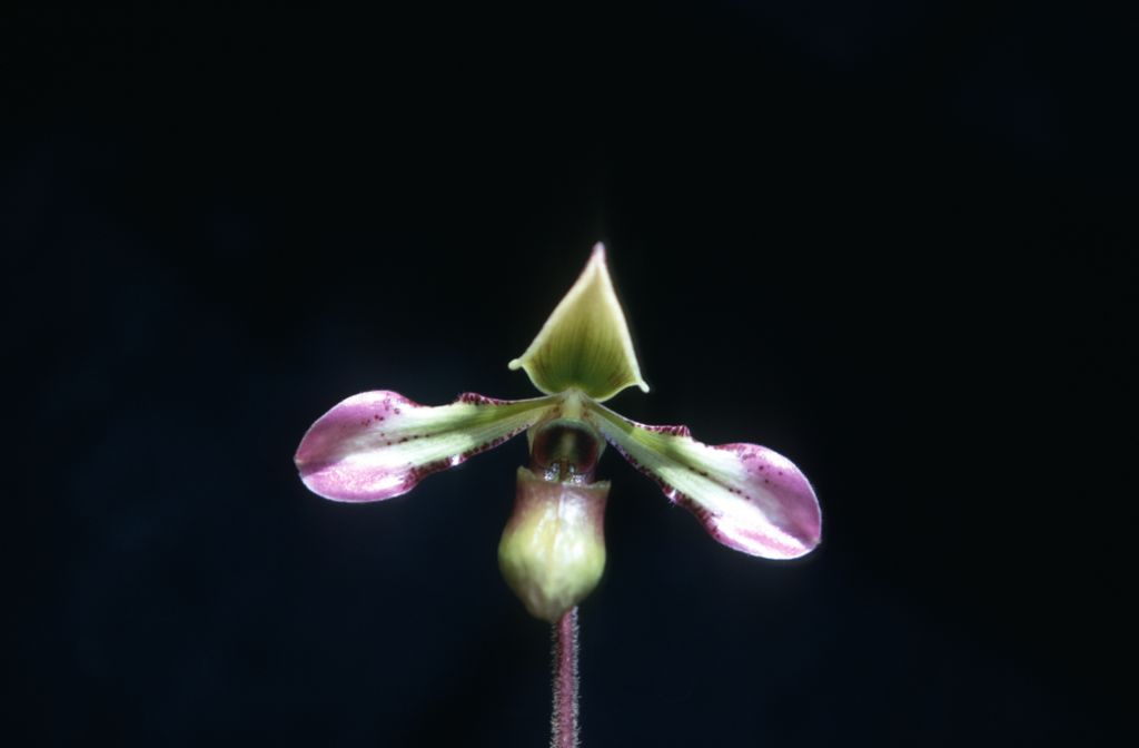 Paphiopedilum hookerae front view, September 1971, roll 197109H3 slide 14.  Species described in 1863 as Cypripedium hookerae.