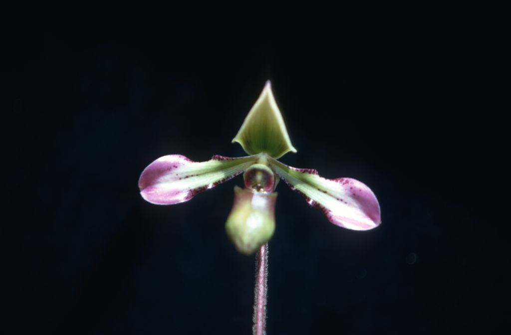 Paphiopedilum hookerae front view, September 1971, roll 197109H3 slide 15.  Species described in 1863 as Cypripedium hookerae.