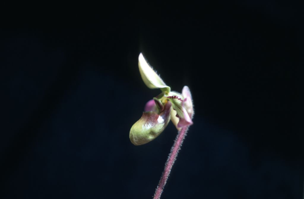 Paphiopedilum hookerae side view, September 1971, roll 197109H3 slide 16.  Species described in 1863 as Cypripedium hookerae.