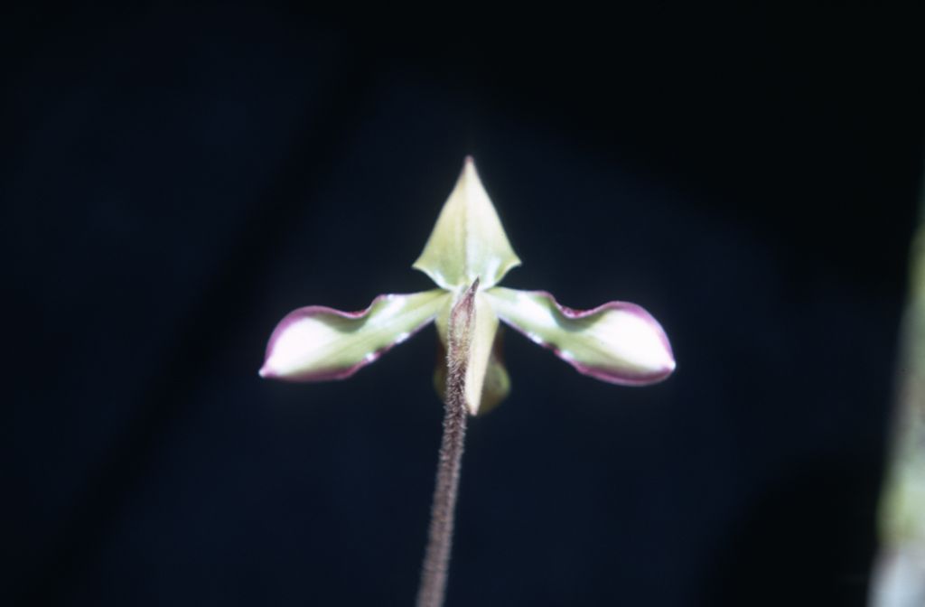 Paphiopedilum hookerae back view, September 1971, roll 197109H3 slide 17.  Species described in 1863 as Cypripedium hookerae.
