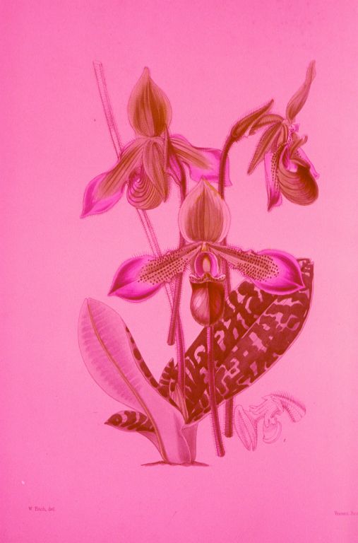 Paphiopedilum hookerae, photograph of color plate from Bateman's A Second Century of Orchidaceous Plants, plate 123 (1867), from a set of slide prepared in 1974 by Lambert Day, but issued on poor film stock that has faded badly, roll 197404 slide 2.  Species described in 1863 as Cypripedium hookerae.