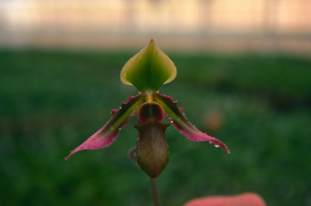 Paphiopedilum hookerae, May 1976, roll 197605H4 slide 2.  Species described in 1863 as Cypripedium hookerae.