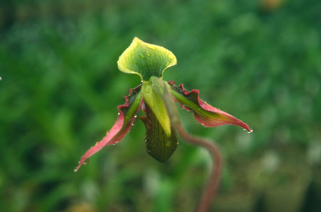 Paphiopedilum hookerae, back view, May 1976, roll 197605H4 slide 3.  Species described in 1863 as Cypripedium hookerae.