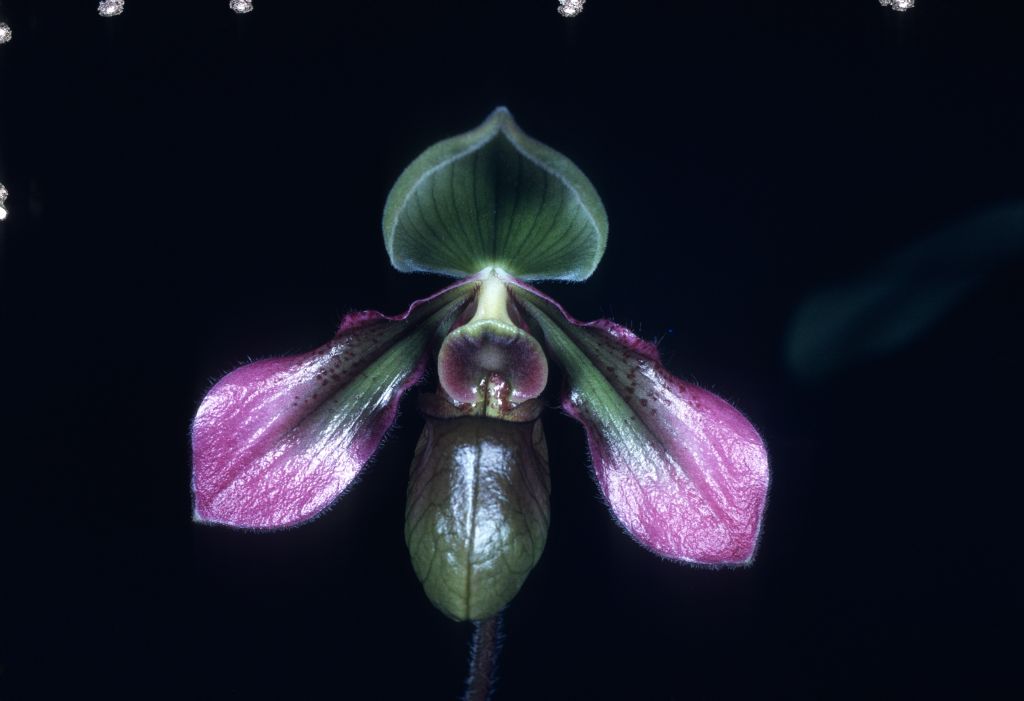 Paphiopedilum hookerae 'Bion', June 1976, roll 197606P2 slide 38.  This could well be a copy of the AOS Award Slide, which has not surfaced in any other collection, or else another photo of the same flower taken at the same time.  The award was HCC/AOS, June 14, 1976, Los Angeles monthly judging, Los Angeles, CA, exhibited by Hanes Orchids of Distinction, San Gabriel, CA.  Species described in 1863 as Cypripedium hookerae.