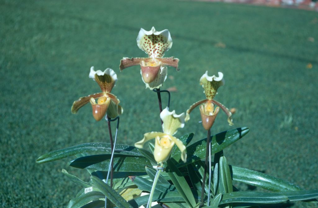 Paphiopedilum insigne group (top: 'Harefield Hall', right: 'Baer', bottom:var. sanderae, left: 'Marginatum'), November 1970, the one identified as 'Marginatum' might be the variety albomarginatum, roll 197011H4 slide 12.  Species described in 1888.