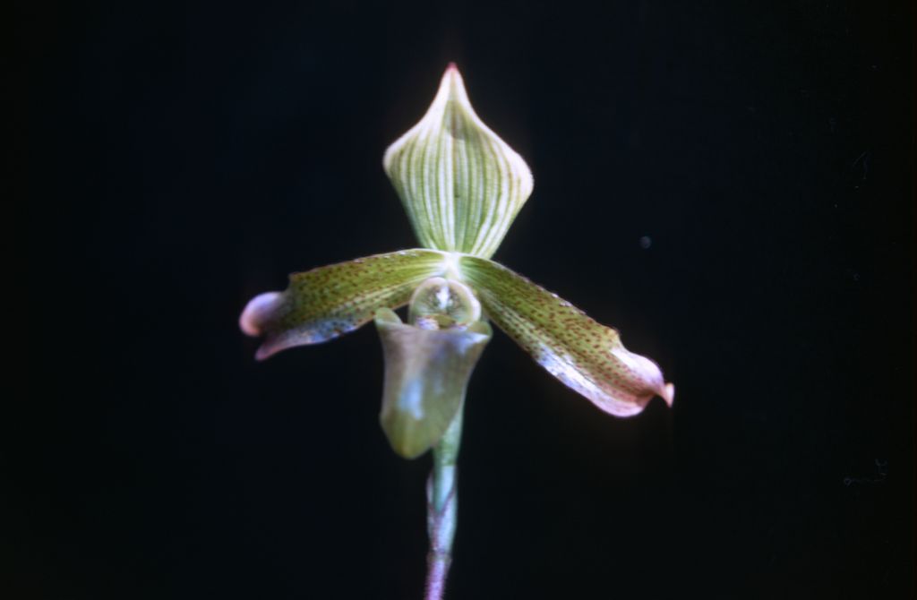 Paphiopedilum javanicum, August 1968, roll 196808H1 slide 17.  Species described in 1888.